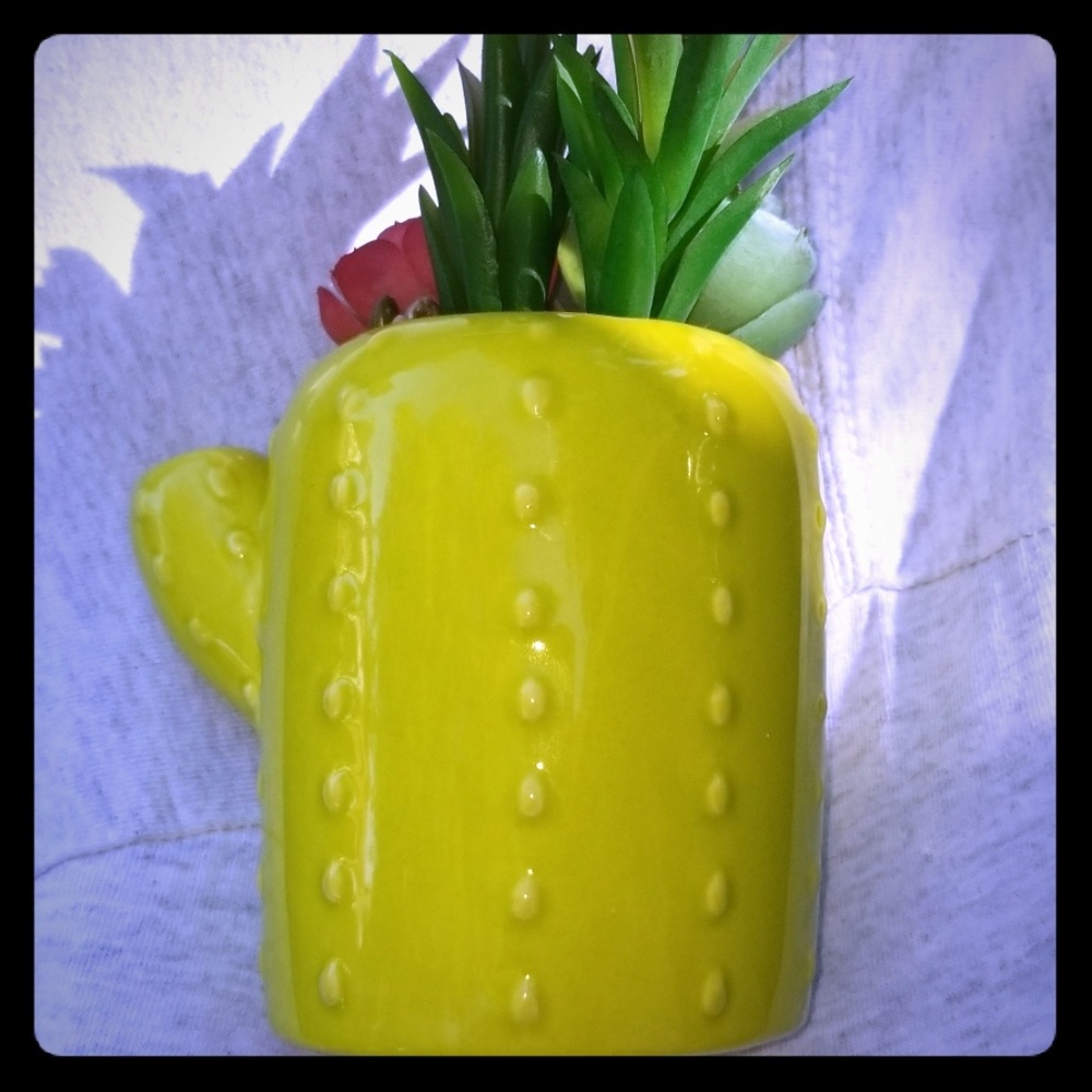 Cactus Ceramic succulent